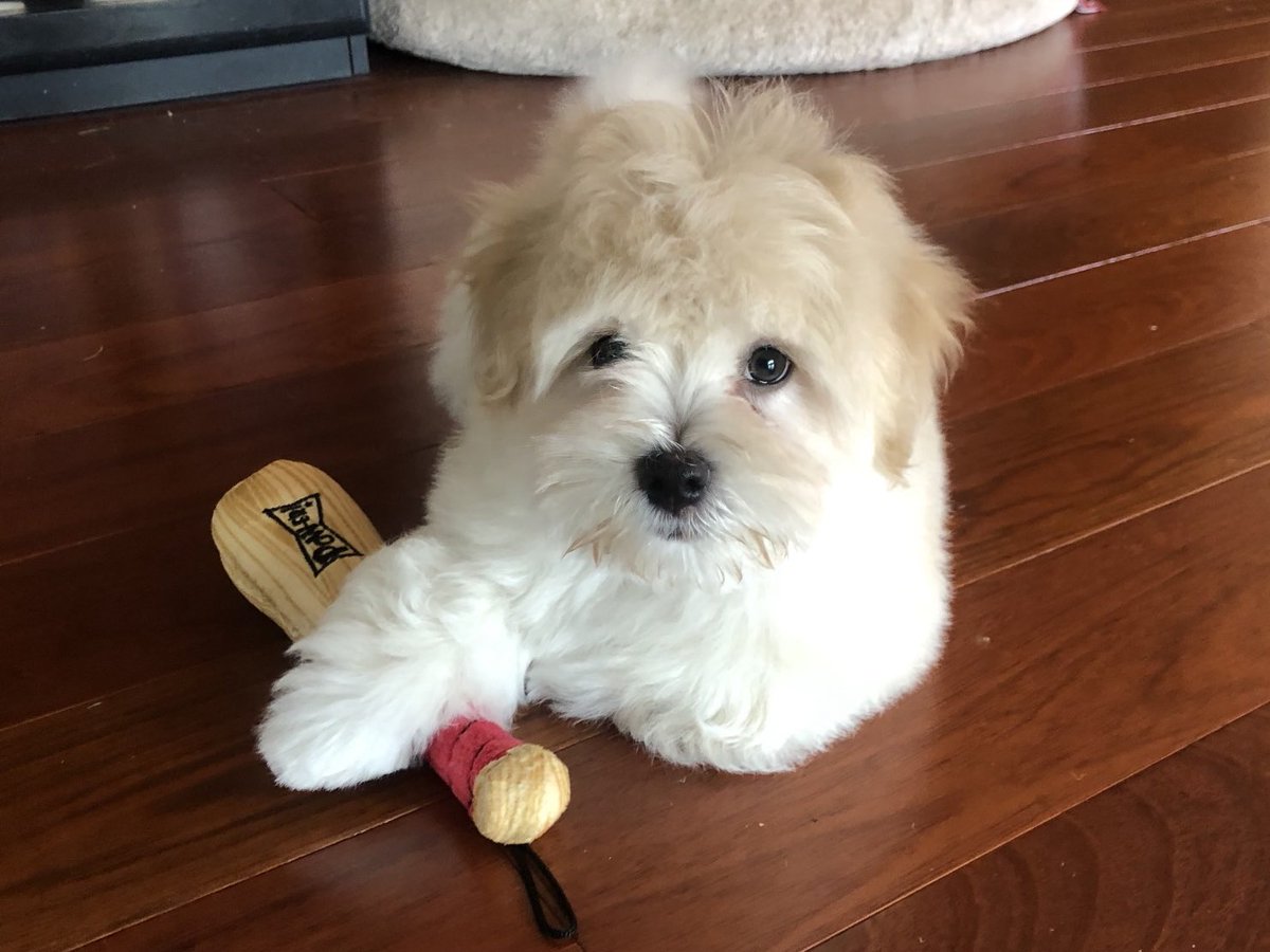 Zoey & Zeke tweet media