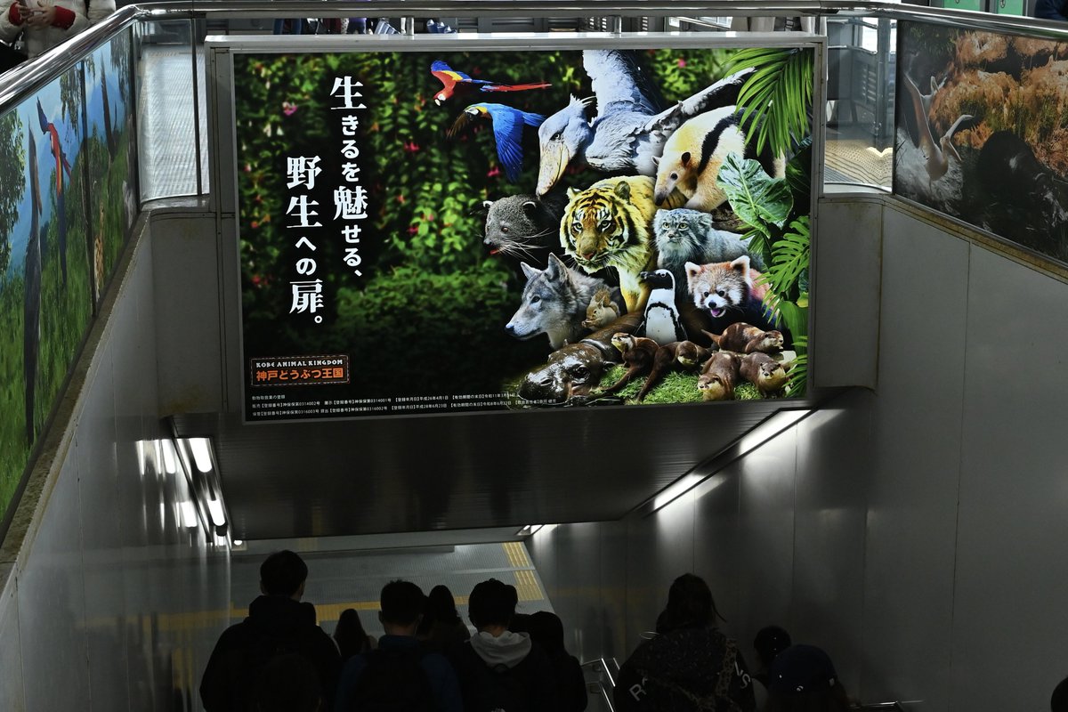 roquesite (ロケサイト) tweet media