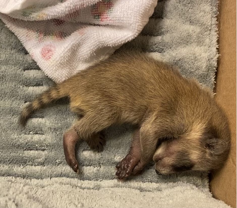 Thrashes 🇮🇸 tweet media