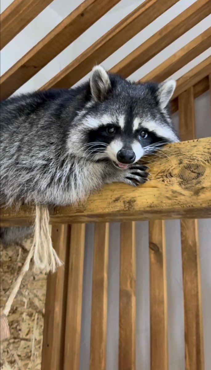 粒粒餡子 tweet media