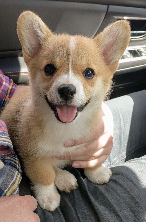 puppies video tweet media