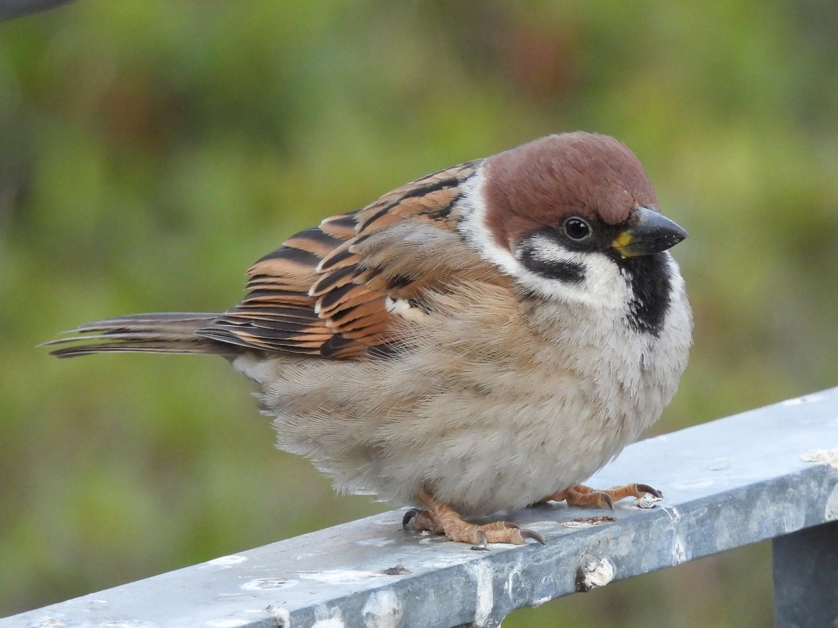 やひろあこ tweet media