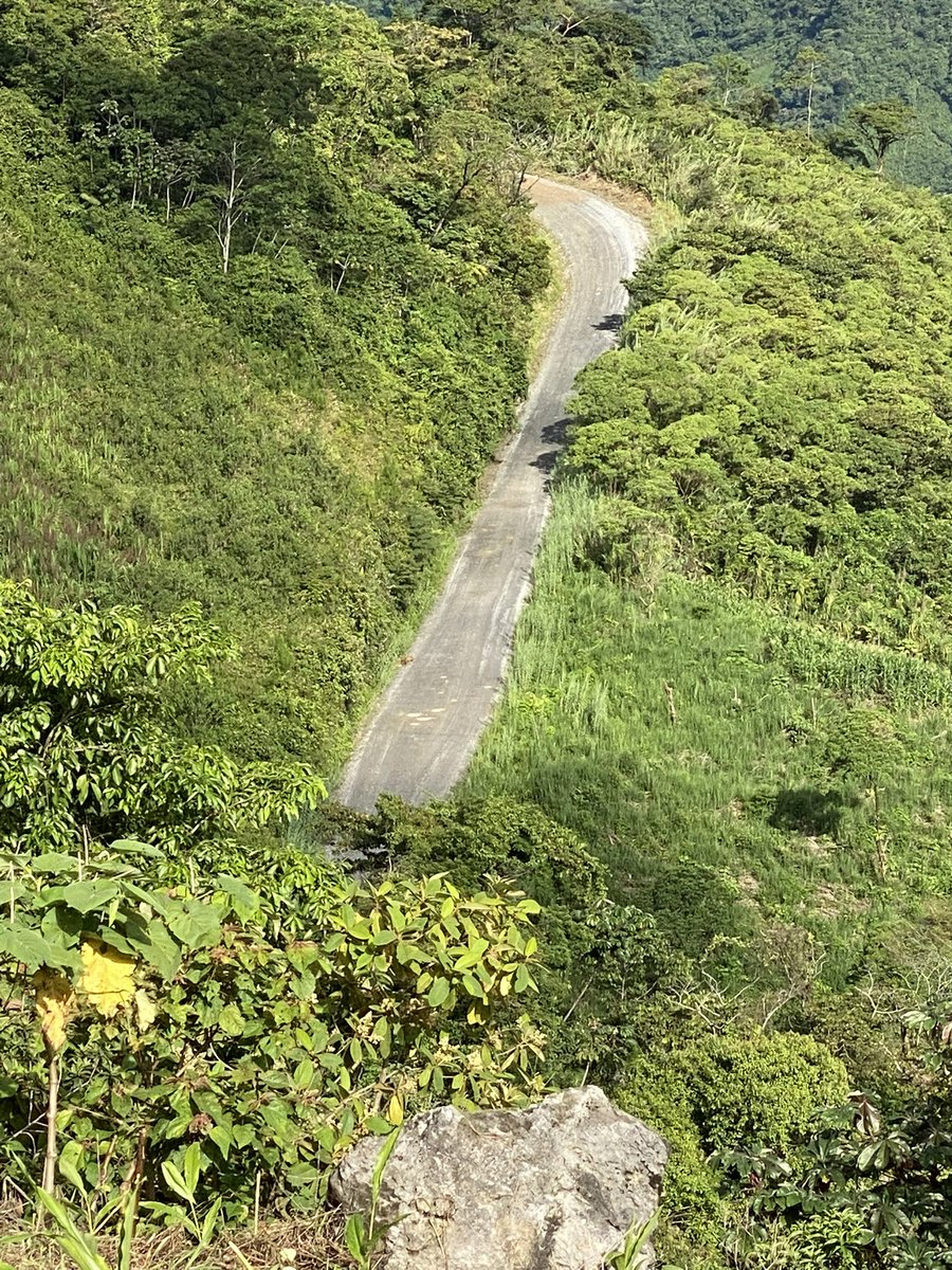 Mullet Snyder tweet media