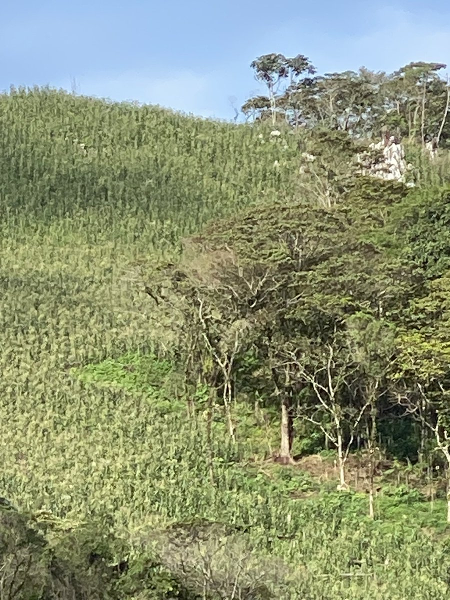 Mullet Snyder tweet media