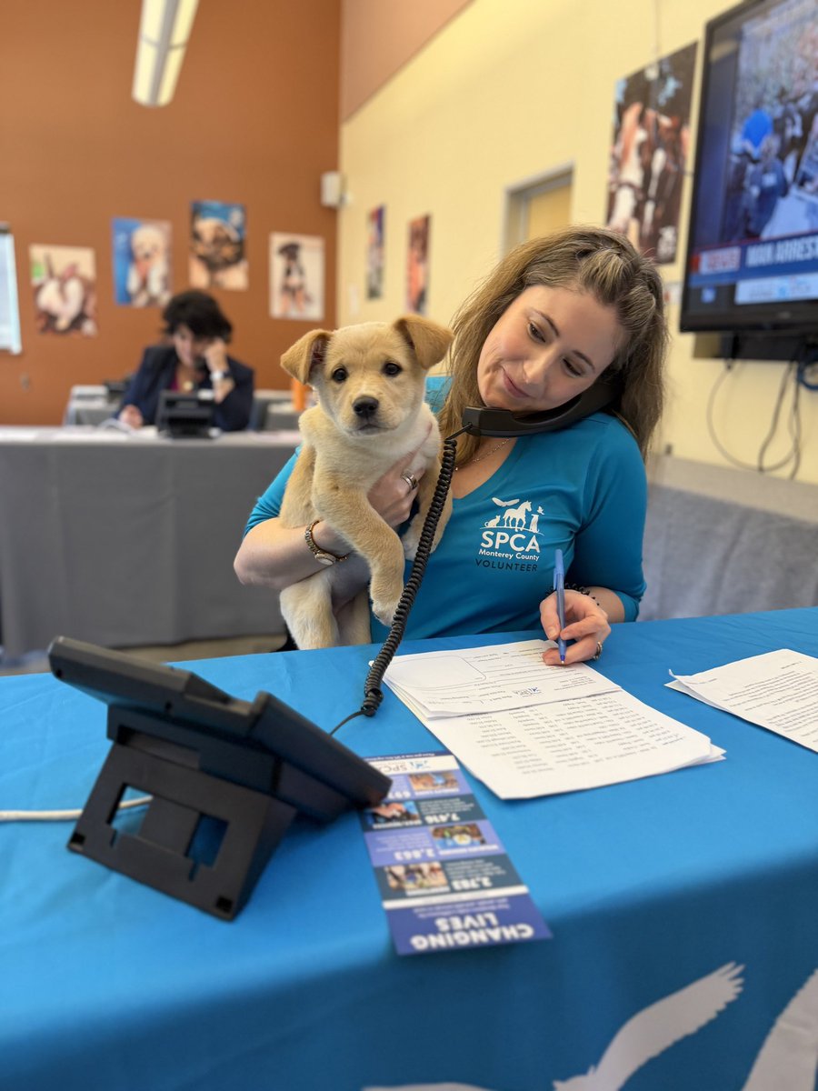 SPCA Monterey County tweet media