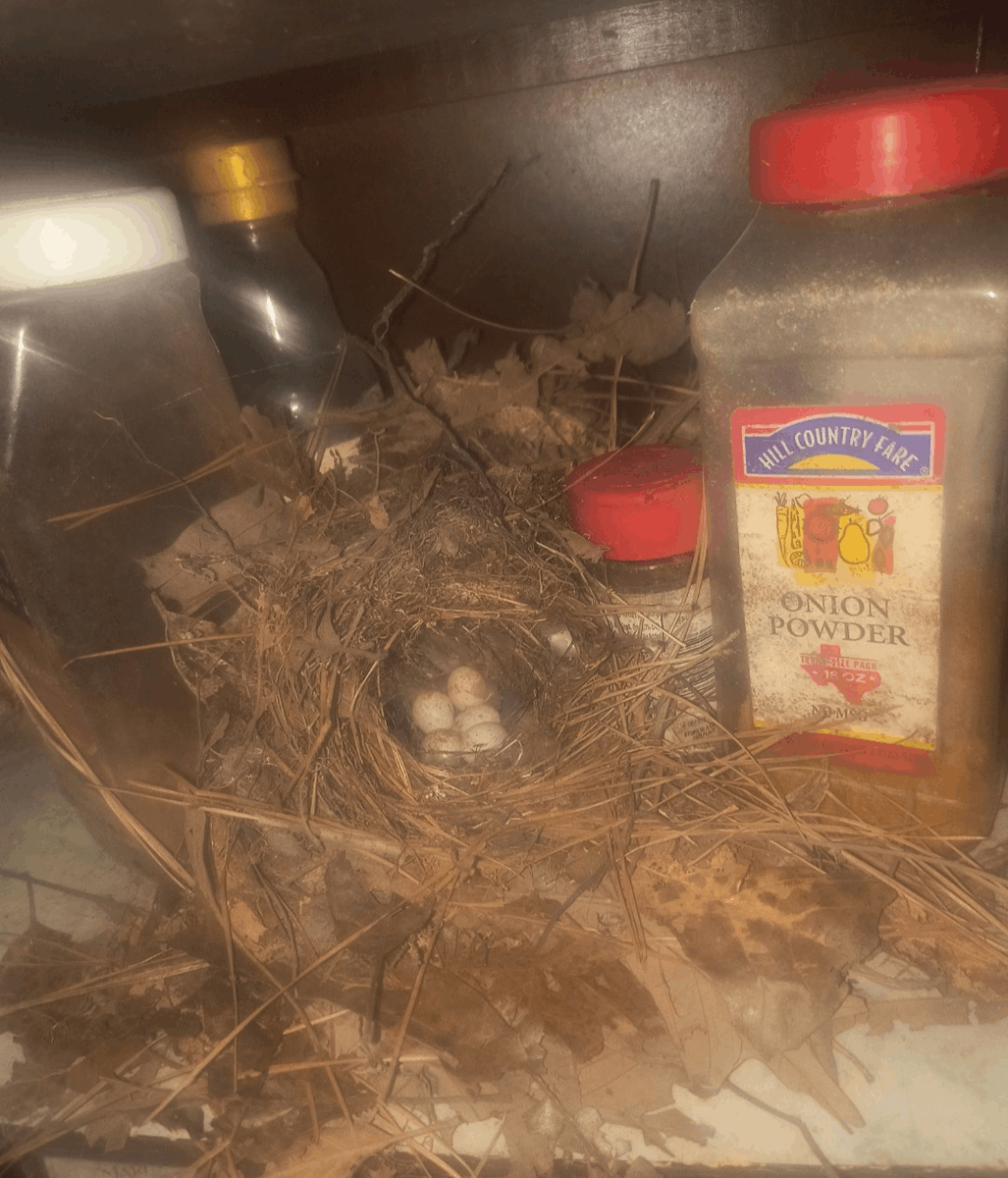 Mayoblaze tweet media