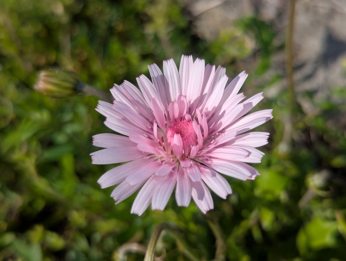 旅先での写真 tweet media