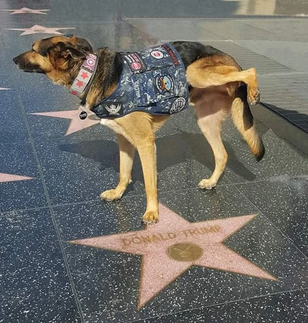 Canadian eh 🇨🇦 tweet media