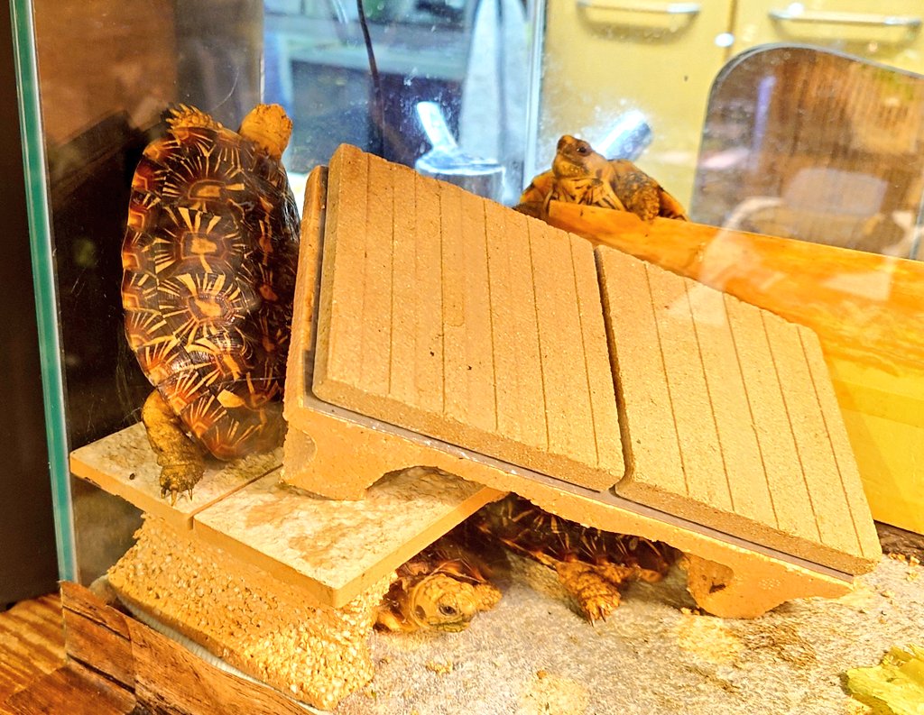 あこ@相模大野アートクラフト市4月26日（日） tweet media