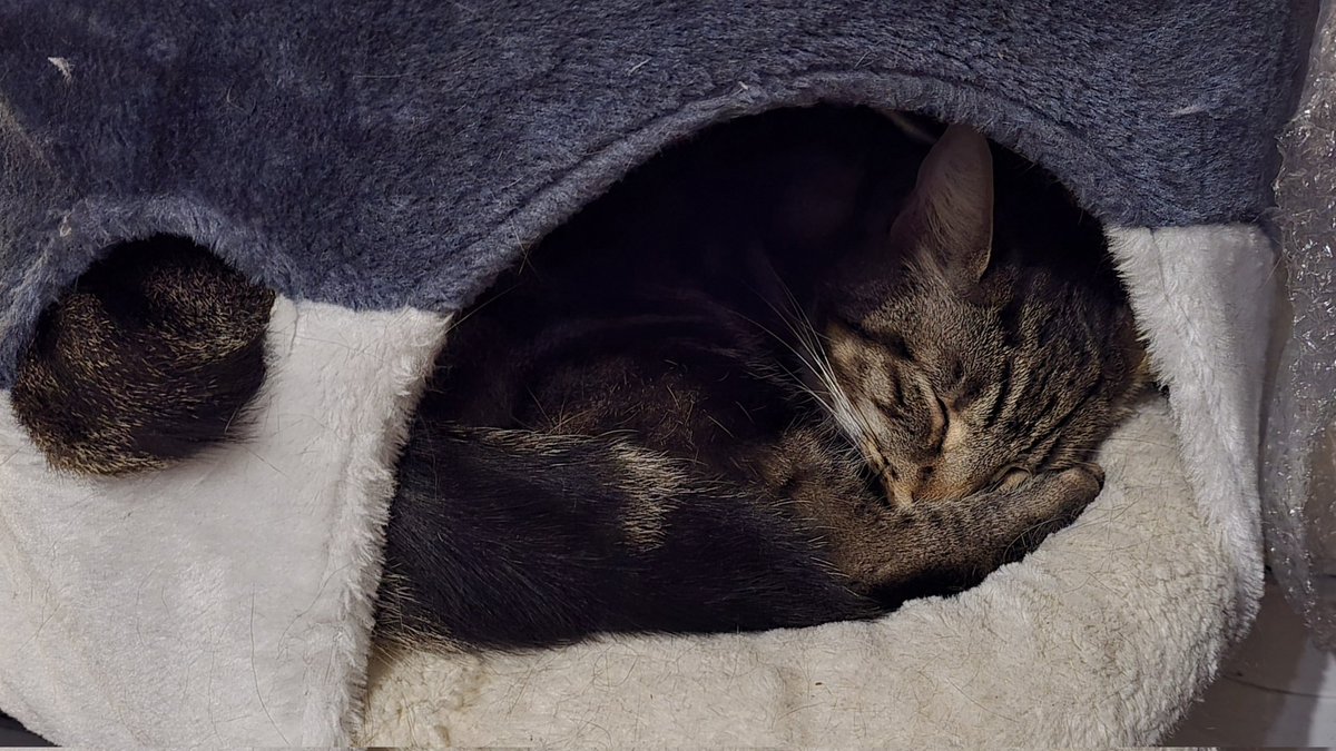 Cult of Moo-wu tweet media