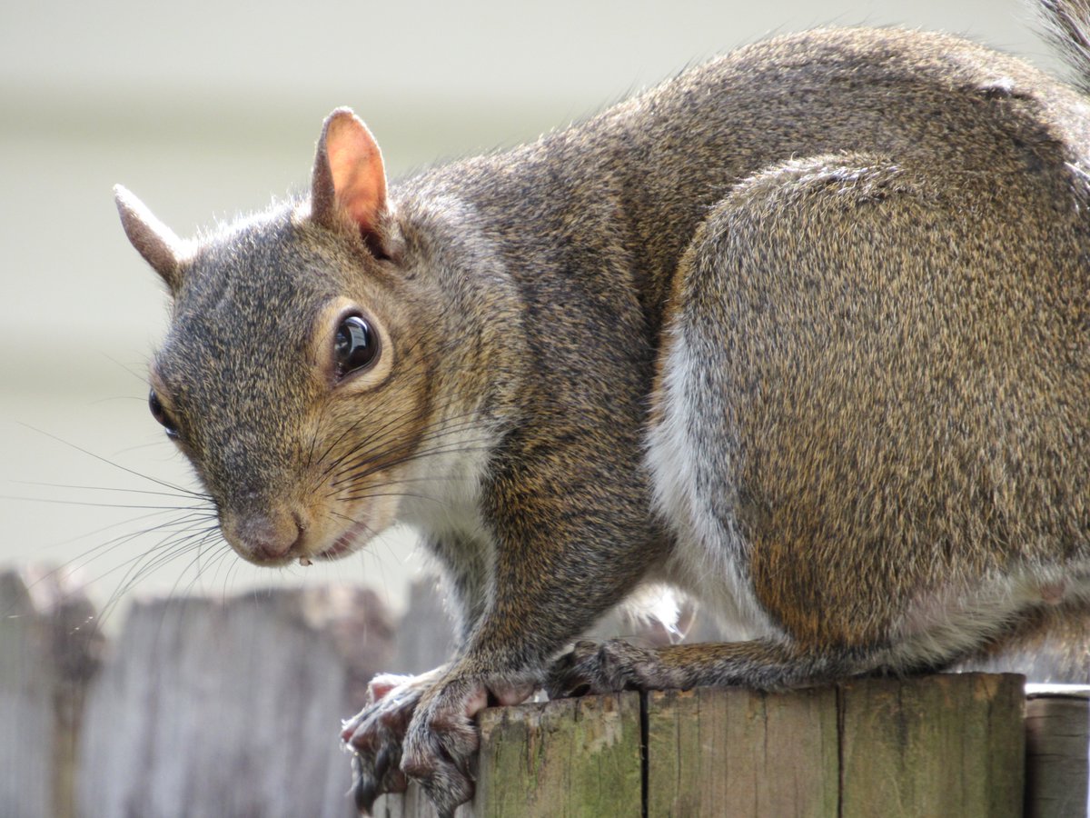 Scooter Davis tweet media