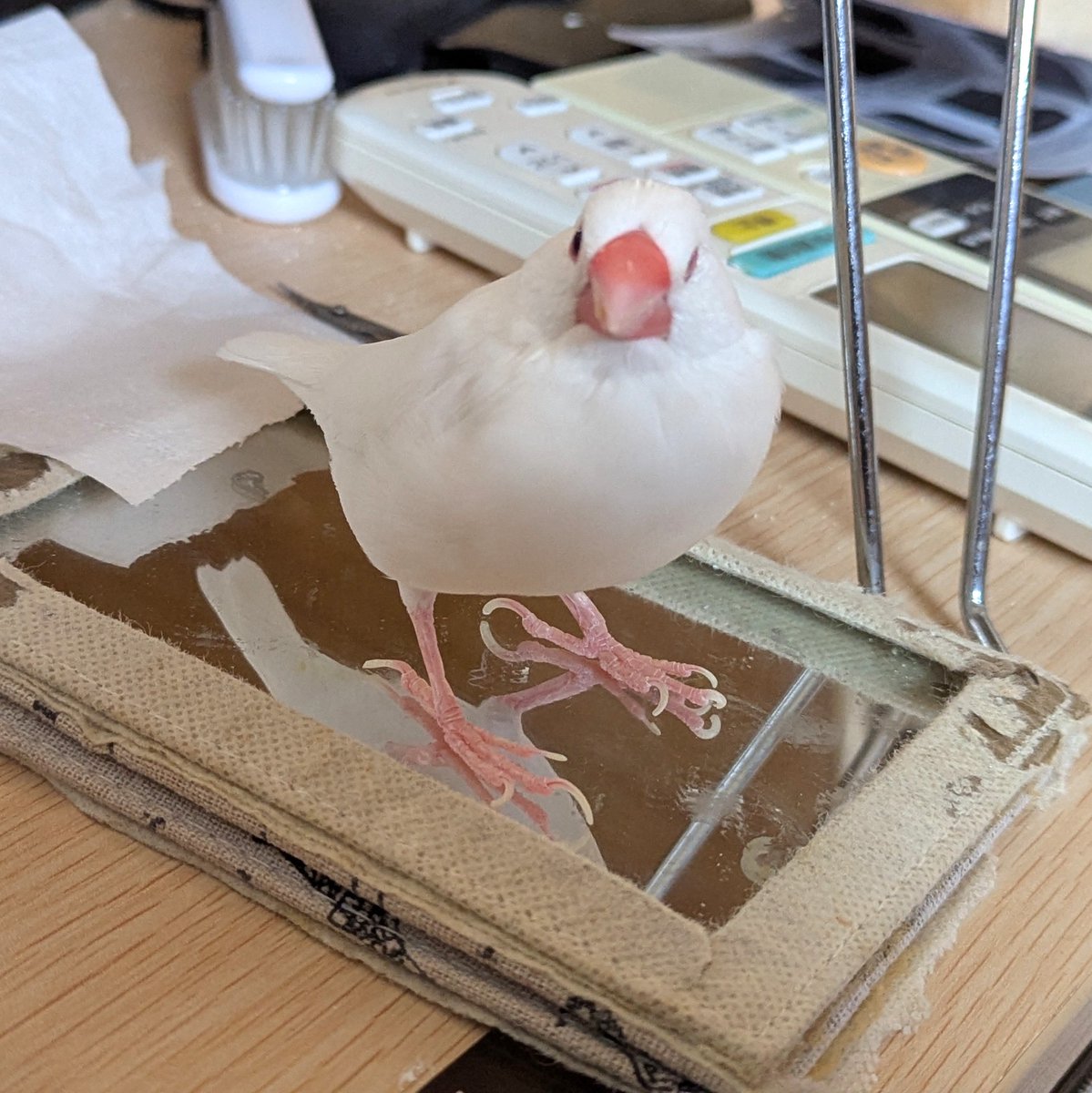 樹ひかり🐤3/28ゲームパビリオンjp出展！ tweet media