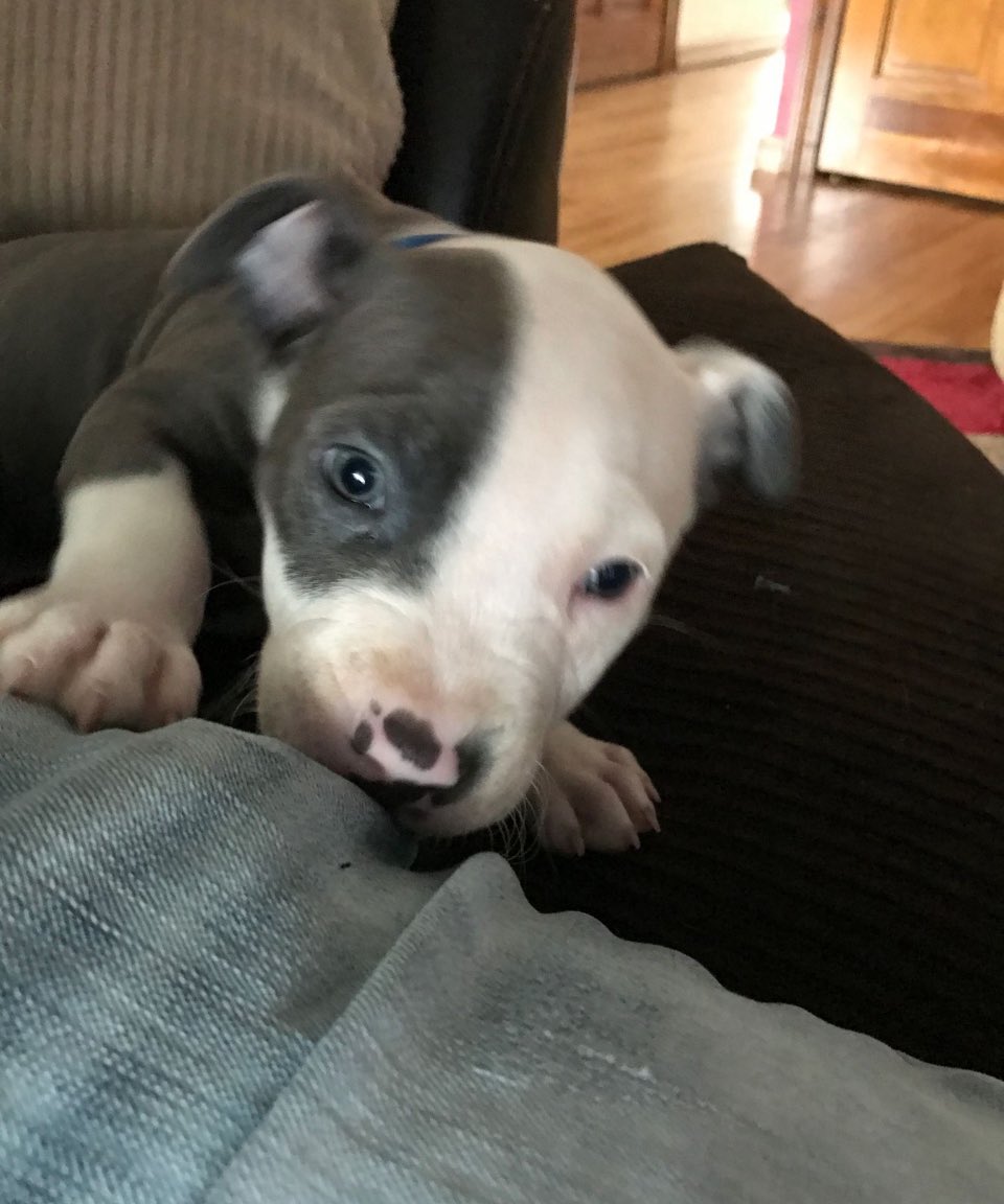 Phcuba Phteve tweet media