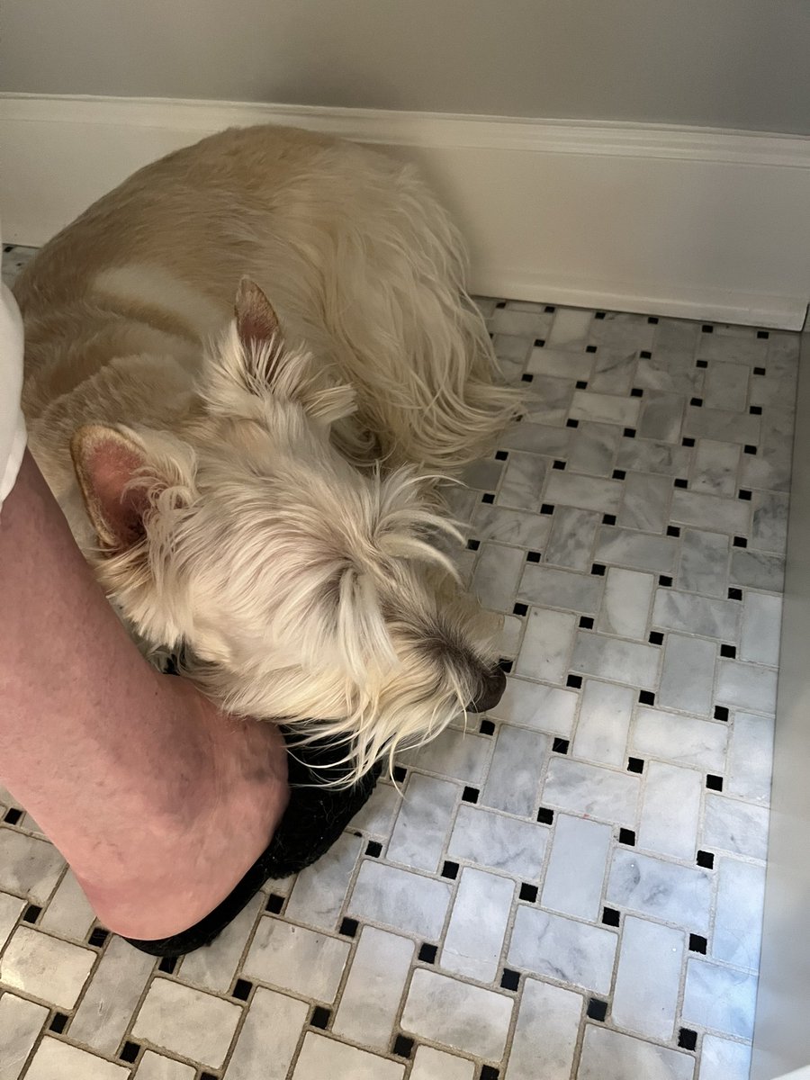 Wooster’s World (& Bertie too!) tweet media