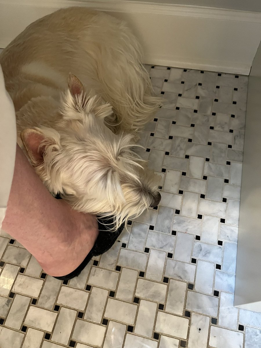 Wooster’s World (& Bertie too!) tweet media