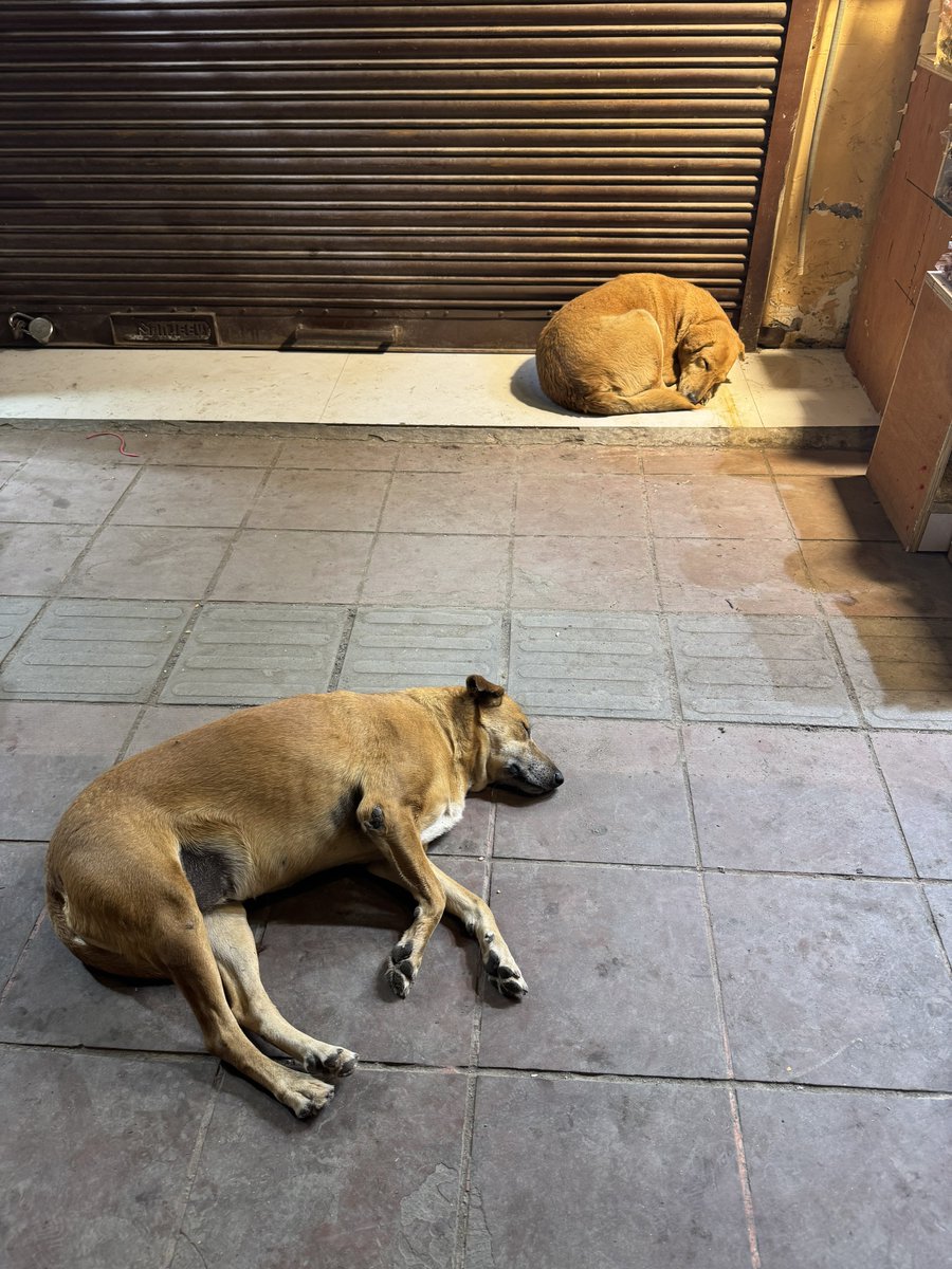 FugaciousOne's tweet image. … and these cute strays. Always my favourite. But they made me realise a bitter truth… I have become white washed 😭. I didn’t pet any of them, bcz I was scared. Back in the day, I used to call them and they would come with their wagging tails. 
#Memories