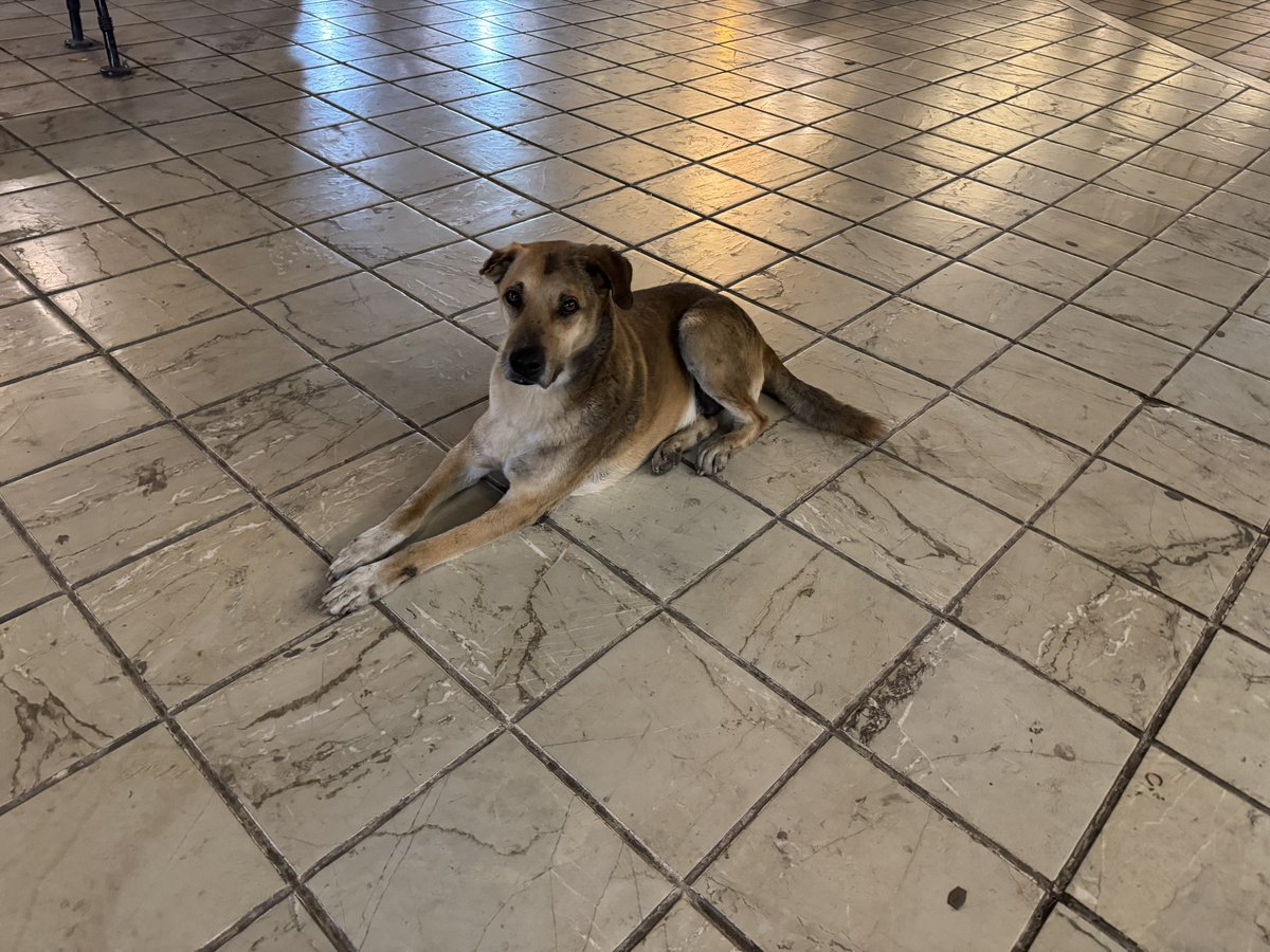 FugaciousOne's tweet image. … and these cute strays. Always my favourite. But they made me realise a bitter truth… I have become white washed 😭. I didn’t pet any of them, bcz I was scared. Back in the day, I used to call them and they would come with their wagging tails. 
#Memories