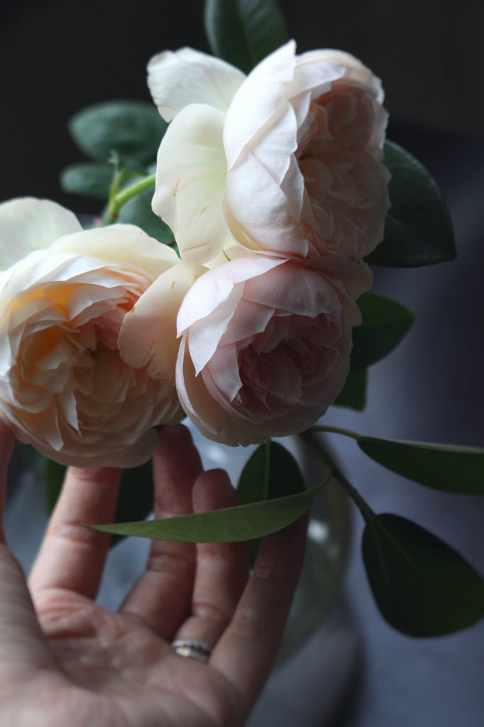 Under_the_rose10🦋 tweet media