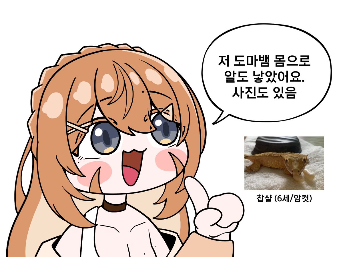 쌀도마뱀 tweet media