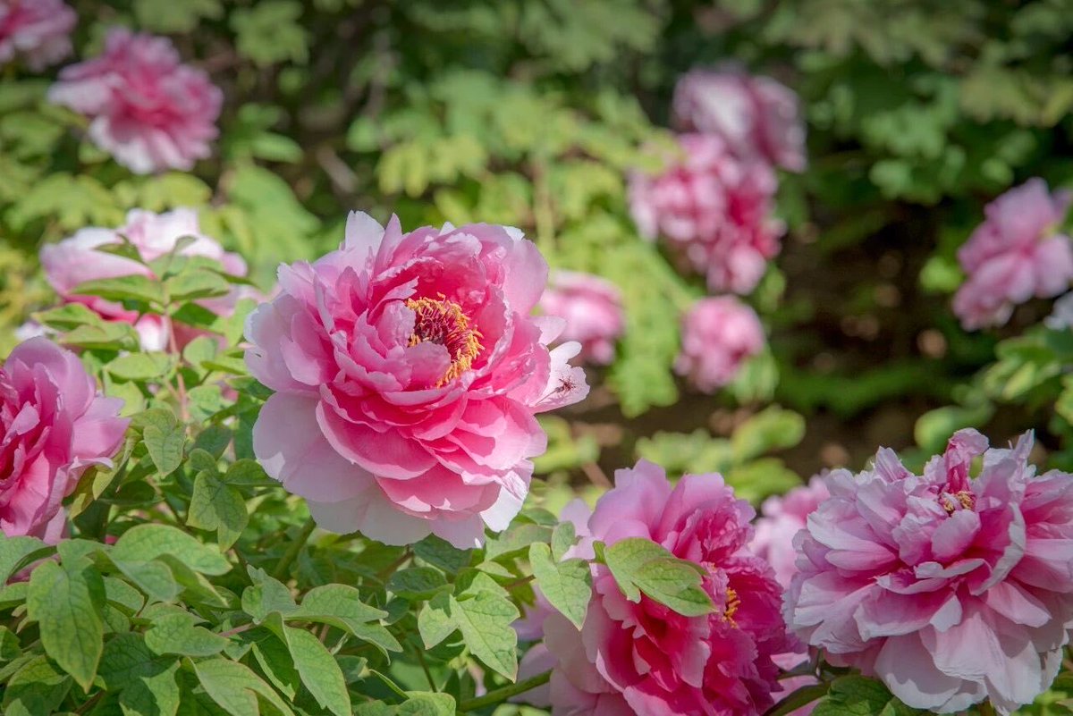 inLuoyang tweet media