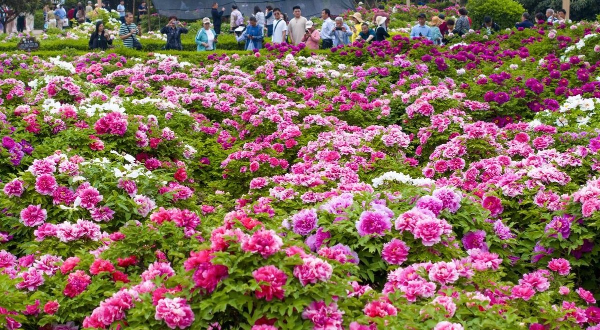 inLuoyang tweet media