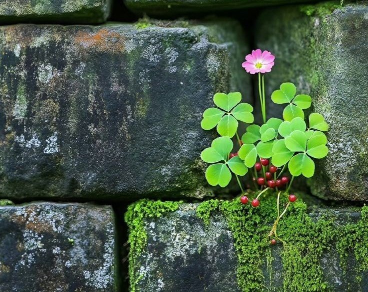 Abdul Rehman tweet media