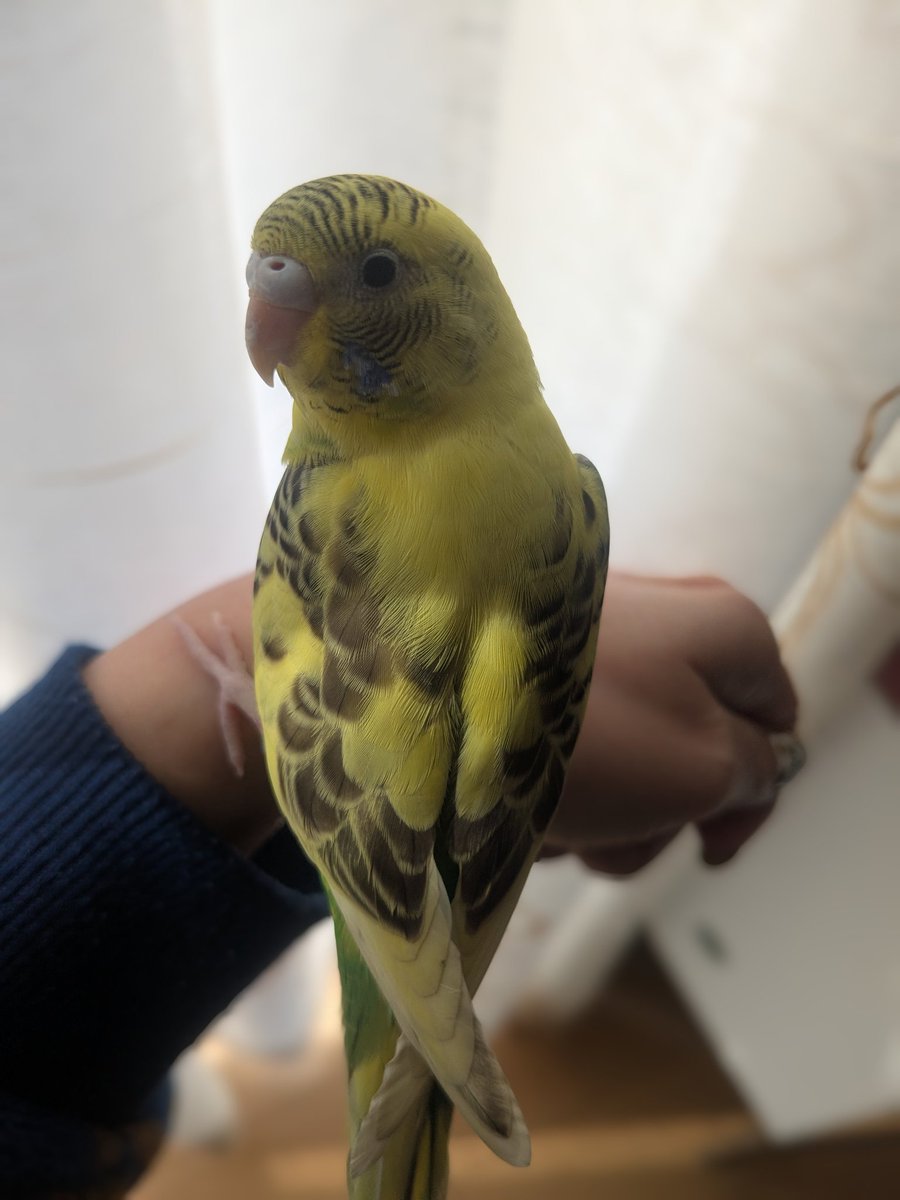 さやか tweet media