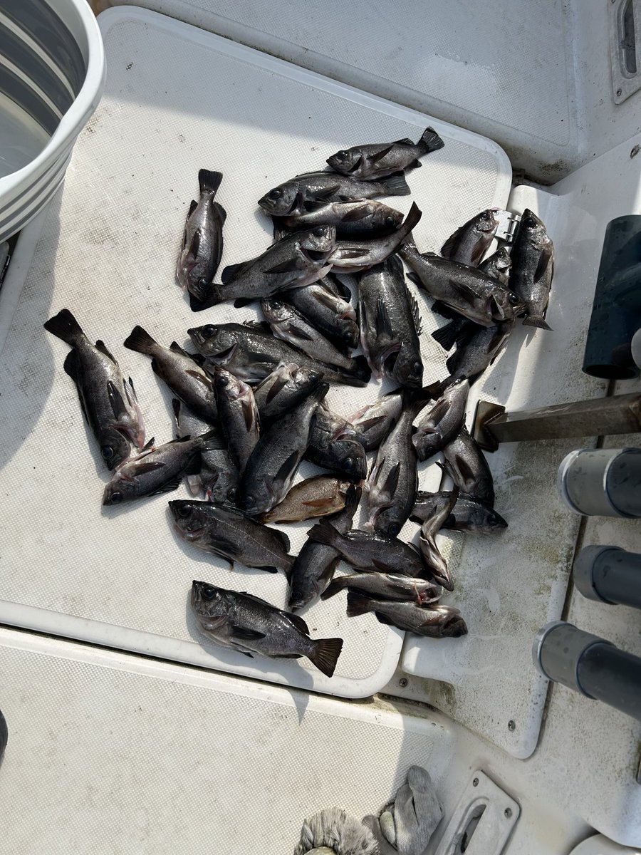 SYukimasa's tweet photo. めちゃくちゃ釣れた🎣
何作ろうかなー！ https://t.co/Da5kK7a4y5