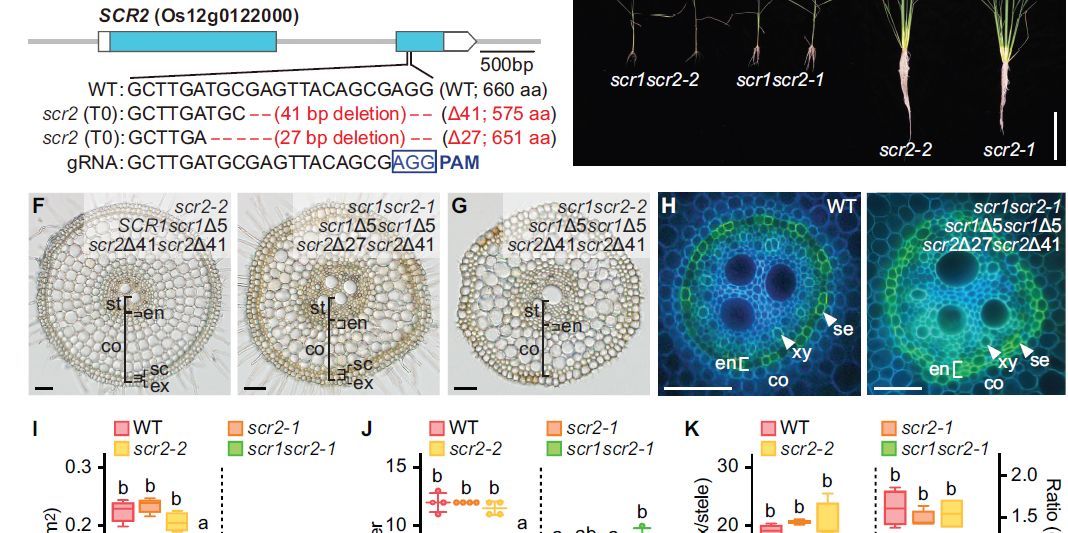 PlantPhys's tweet photo. LETTER:  SCARECROW functions in root radial patterning in rice to organize multiple cortical cell layers (Jingxia Li , Shoya Minami , Katsutoshi Tsuda , Takaki Yamauchi) https://t.co/wG16pYJNEY @ASPB #PlantSci https://t.co/JgFGe6rZ52