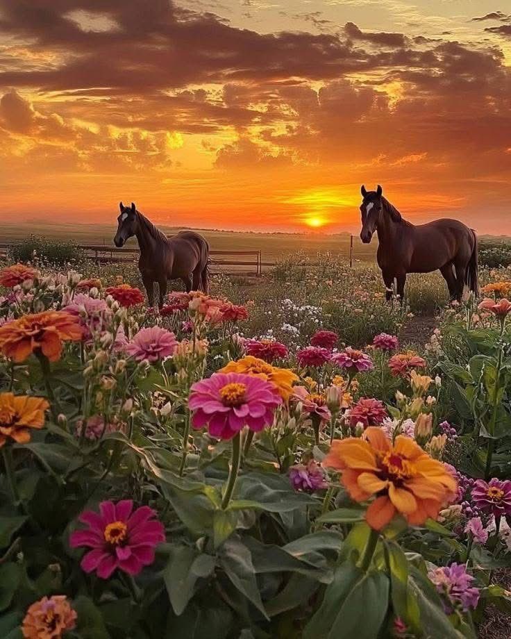 🇺🇸Sheri tweet media