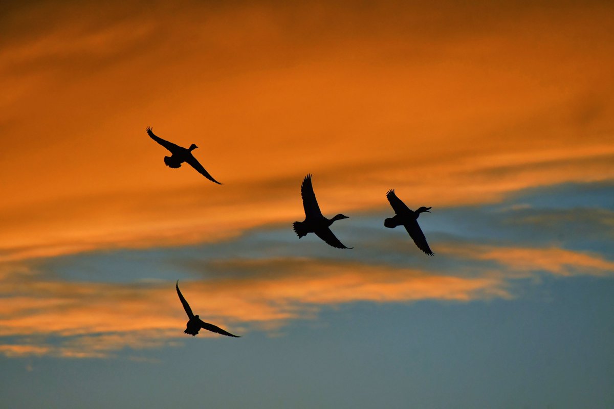 Sky Watcher (Leesa Brown) tweet media