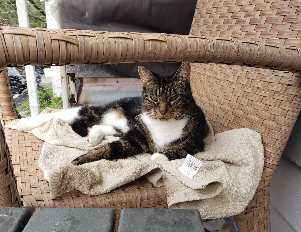 Snark & Dread 2026 ⚖ 🌊 🐈 🏖 tweet media