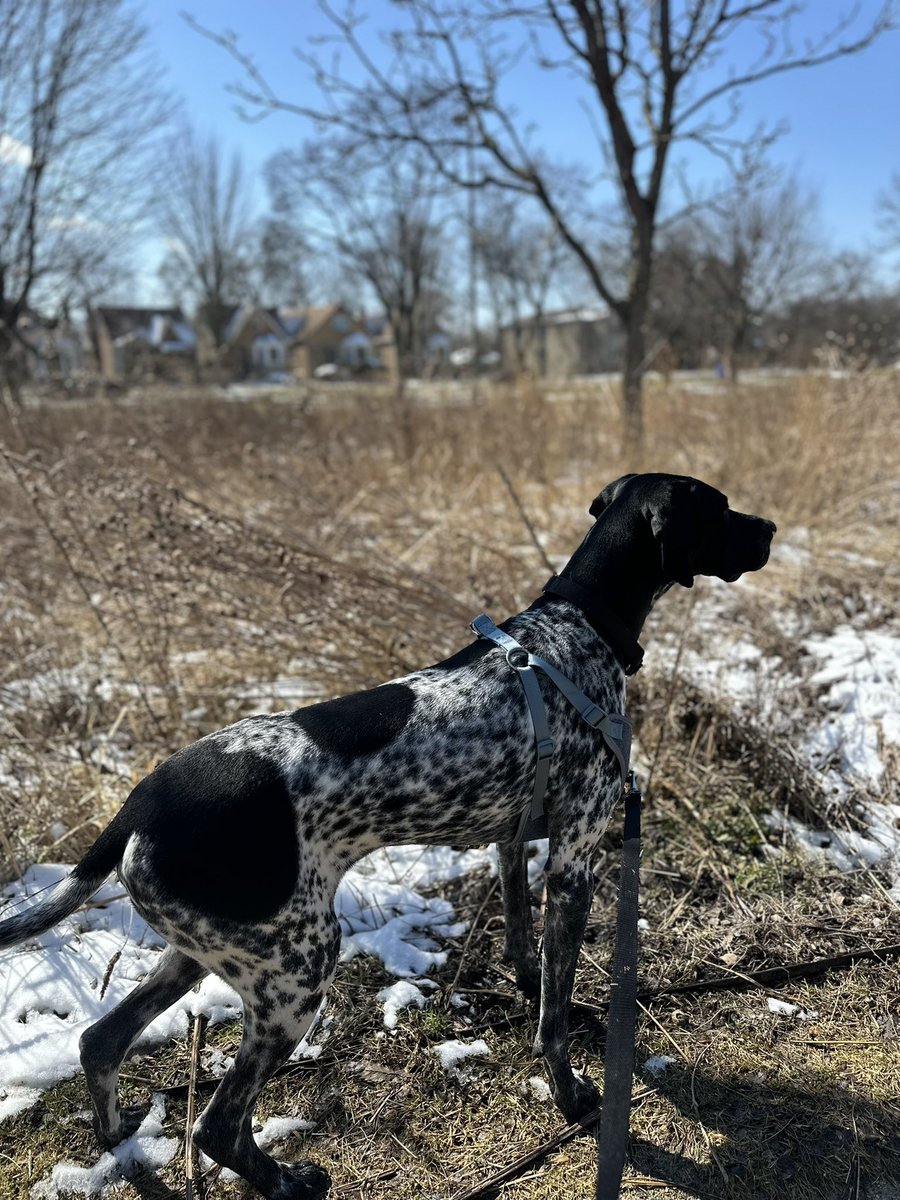 PAWSChicago tweet media