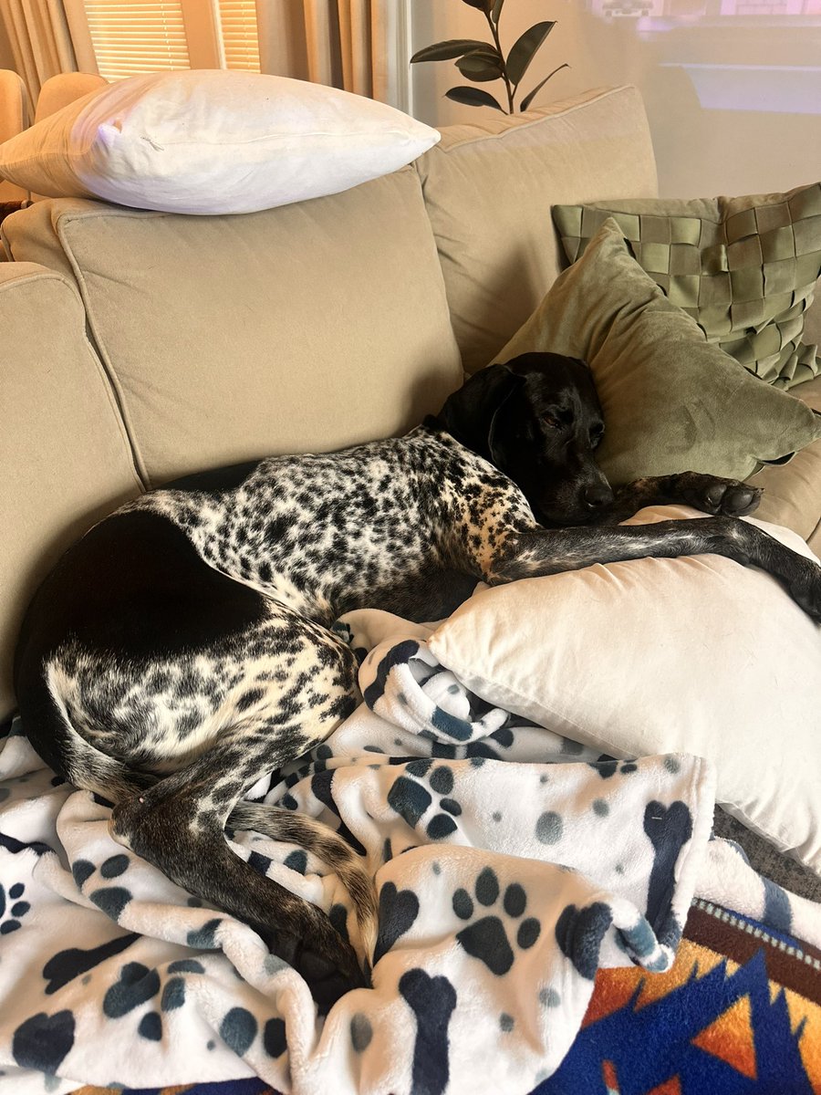 PAWSChicago tweet media