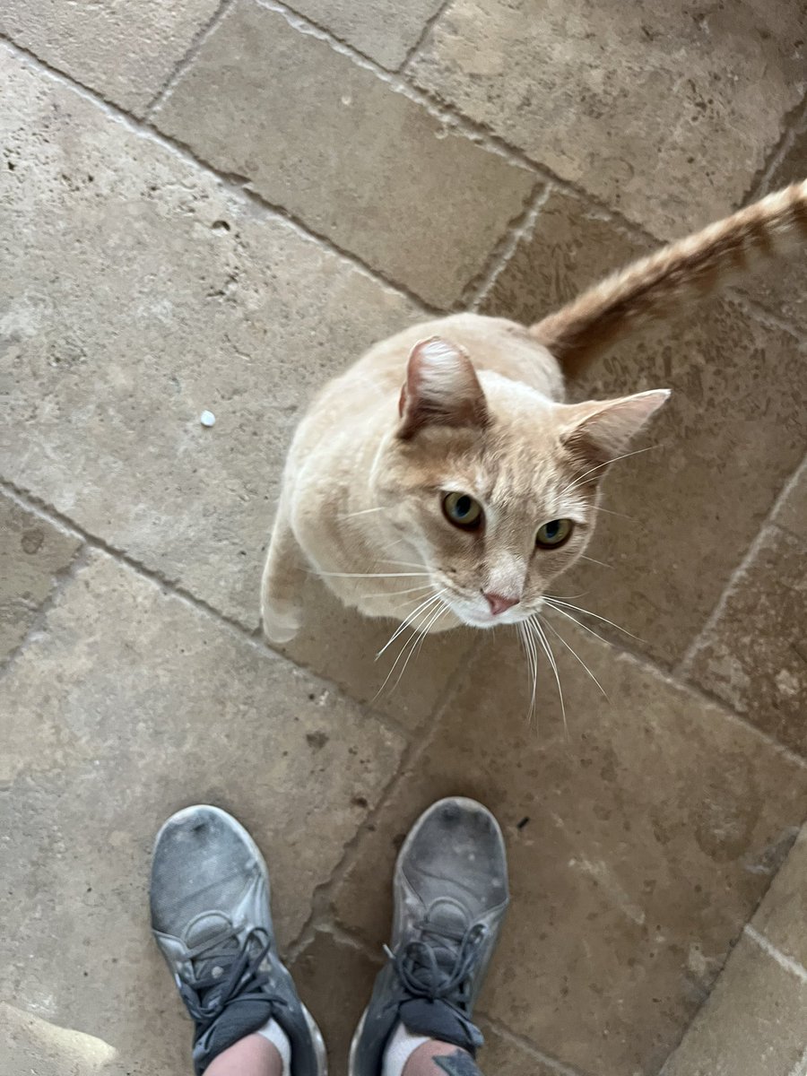 Gringo Starr tweet media