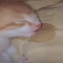 ｋａｔ (猫) tweet media