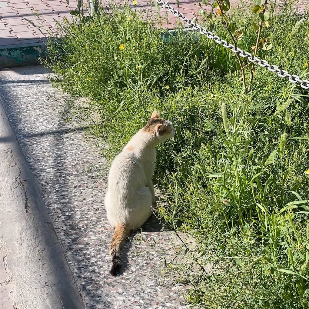 مَنمن tweet media