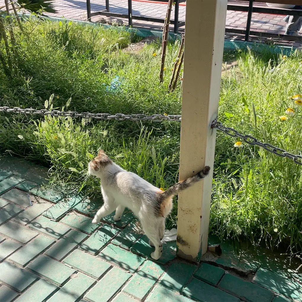 مَنمن tweet media