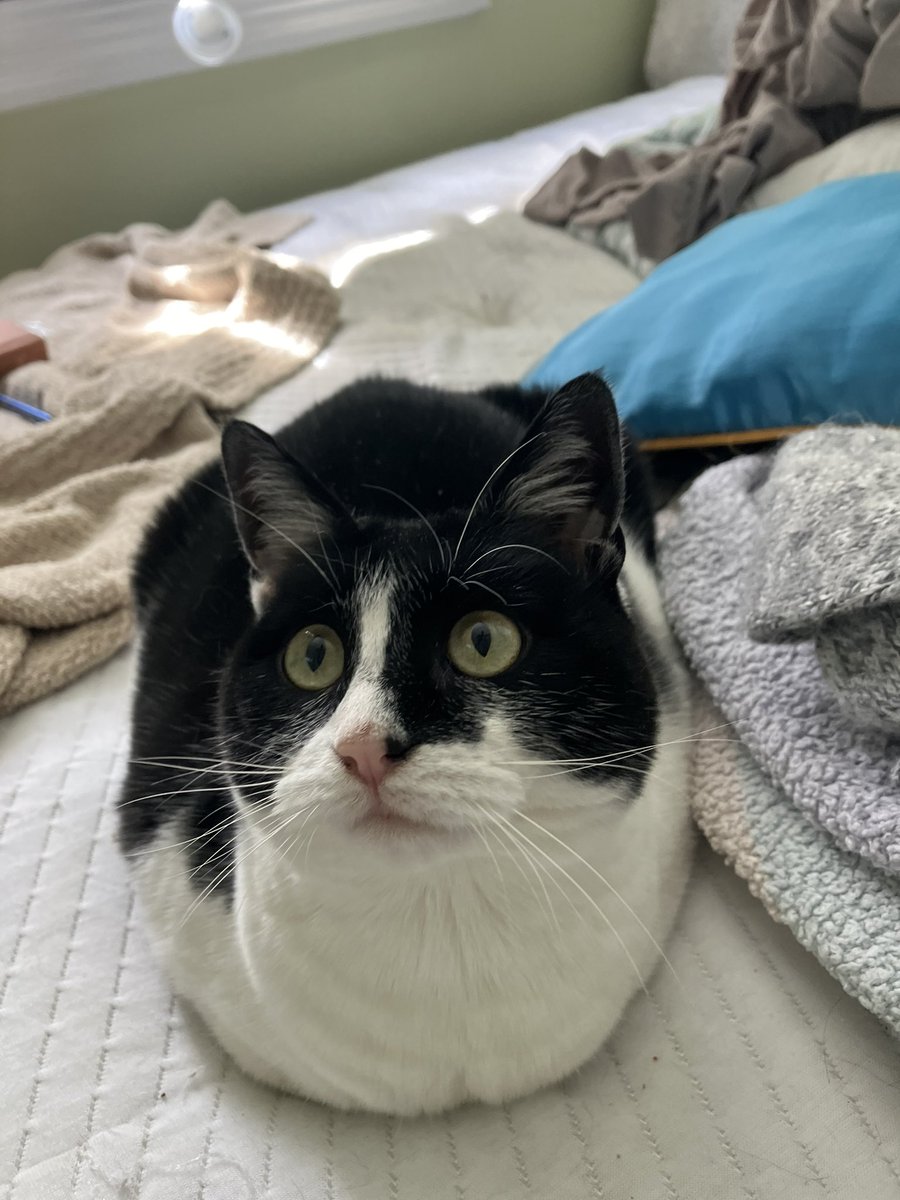 🅱️ABKA !! tweet media