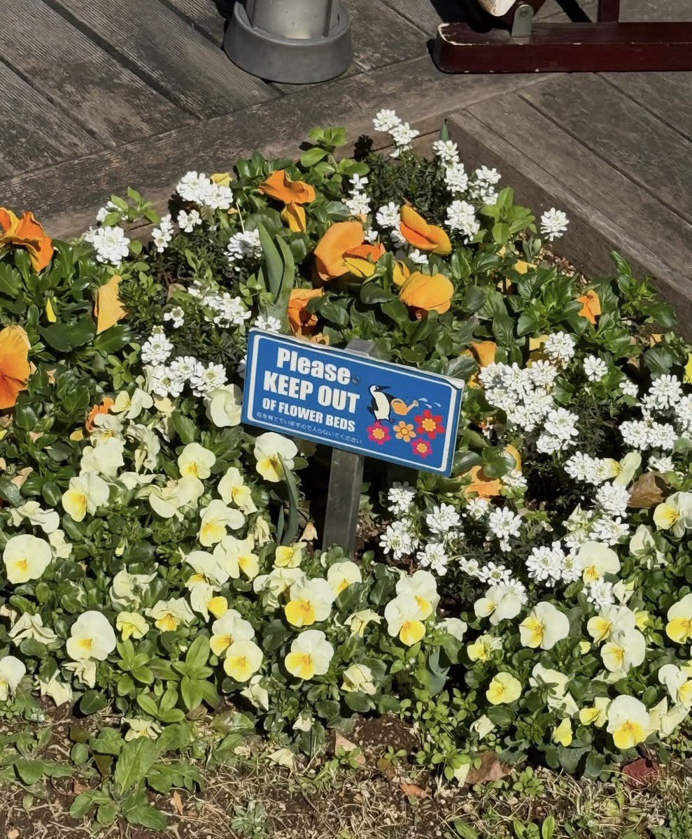 MELDA ASLAN. tweet media