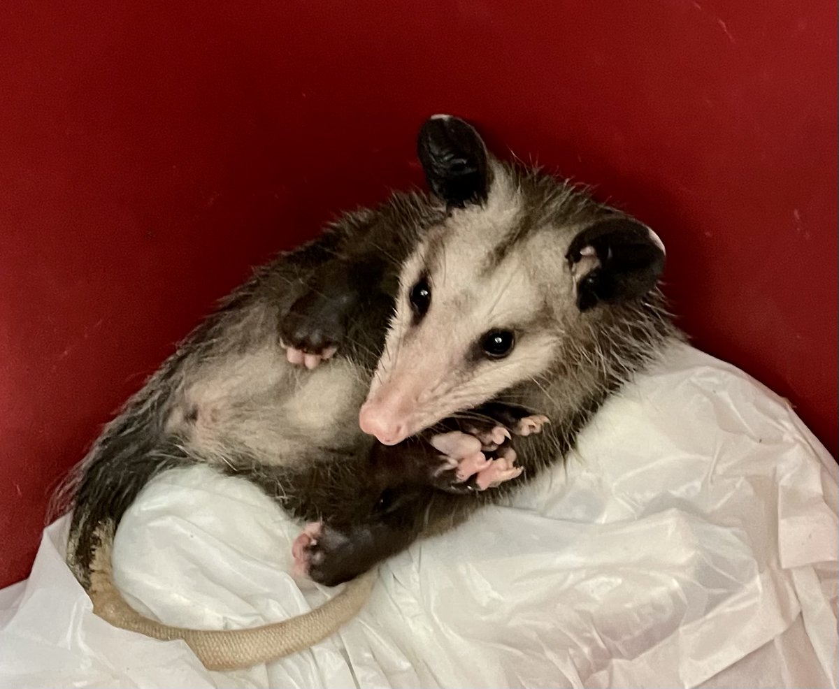 Possumeveryhour.io tweet media