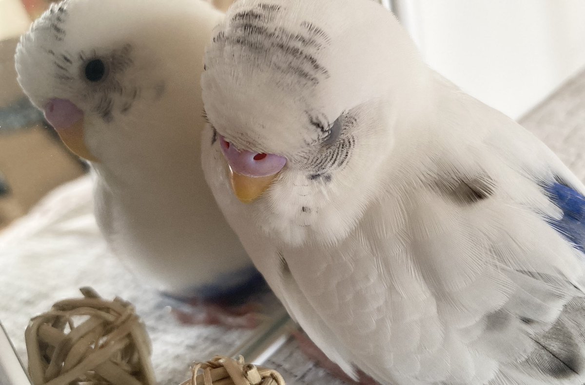 セキセイとやまだ tweet media