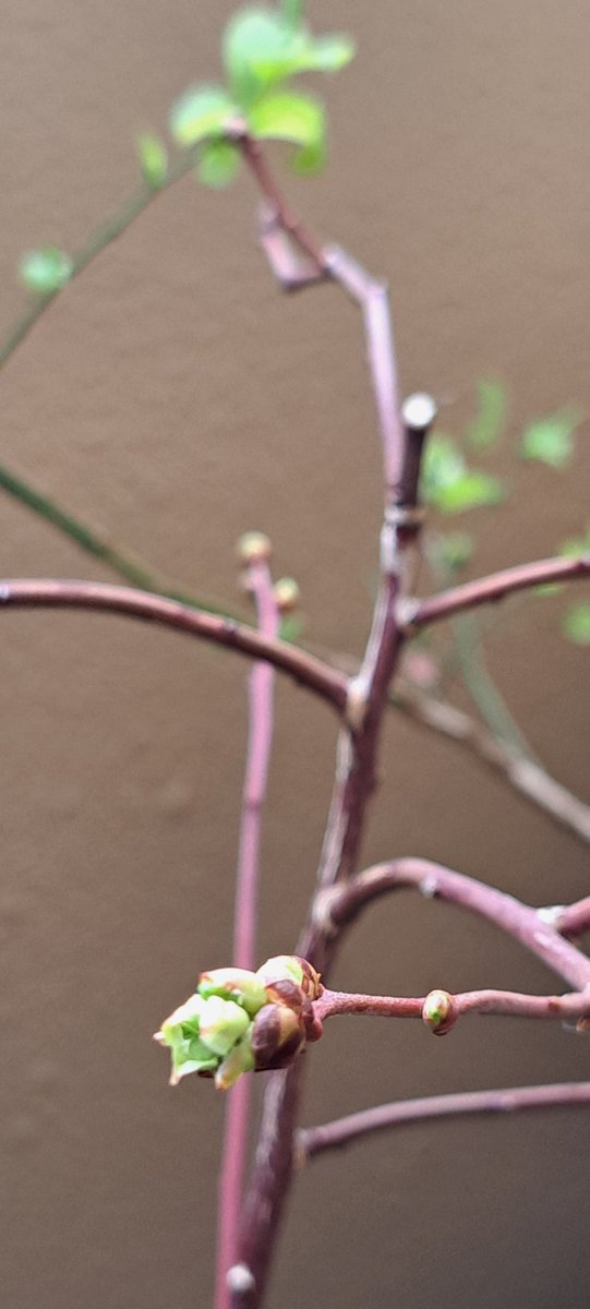 みののこ． tweet media