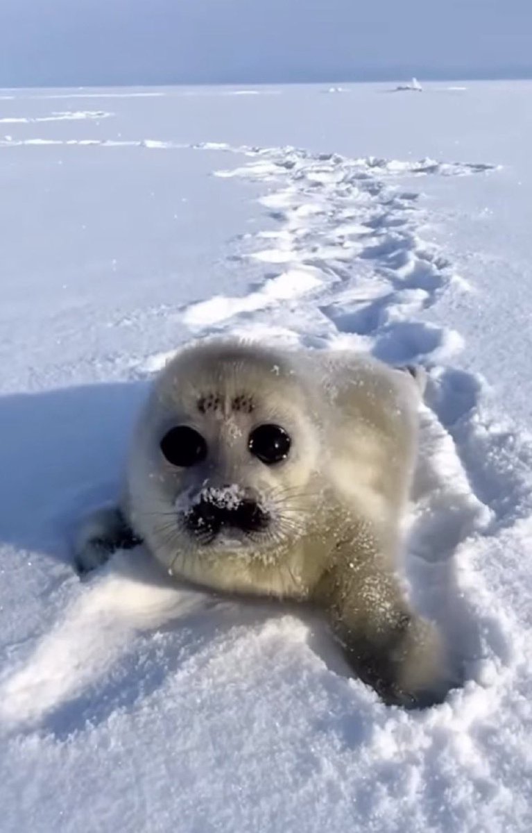 🩸 🧟‍♀️ Figure_FanGirl 228 🧟‍♀️ 🩸 tweet media