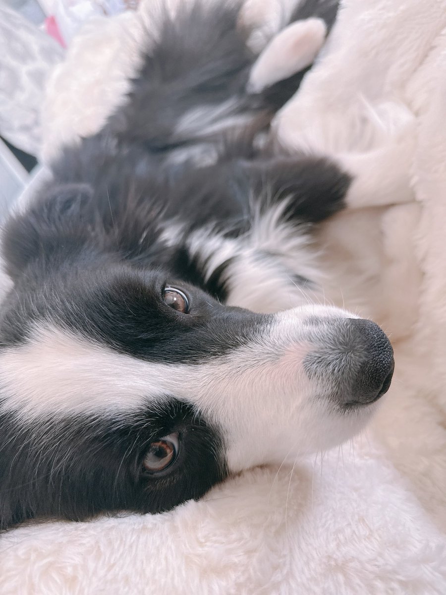 レティ🐼ボーダーコリー tweet media