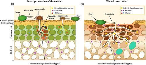 New Phytologist tweet media