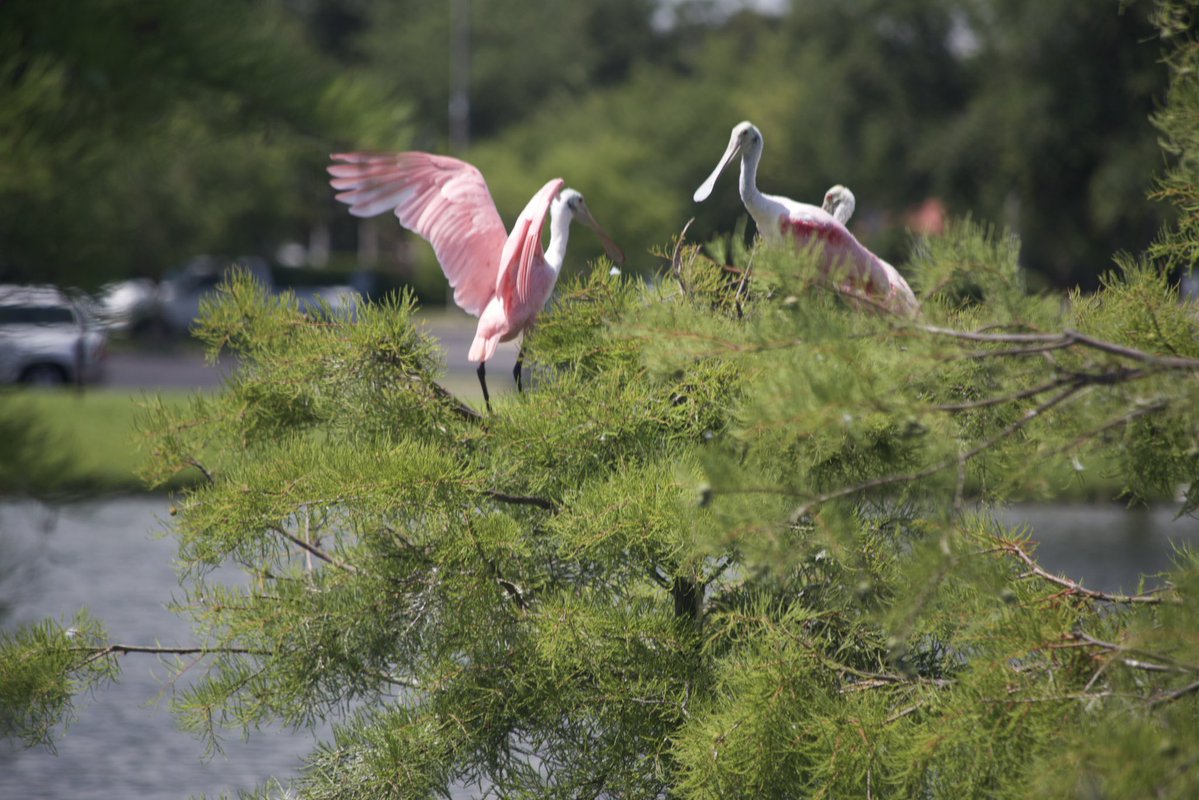 David McClain tweet media