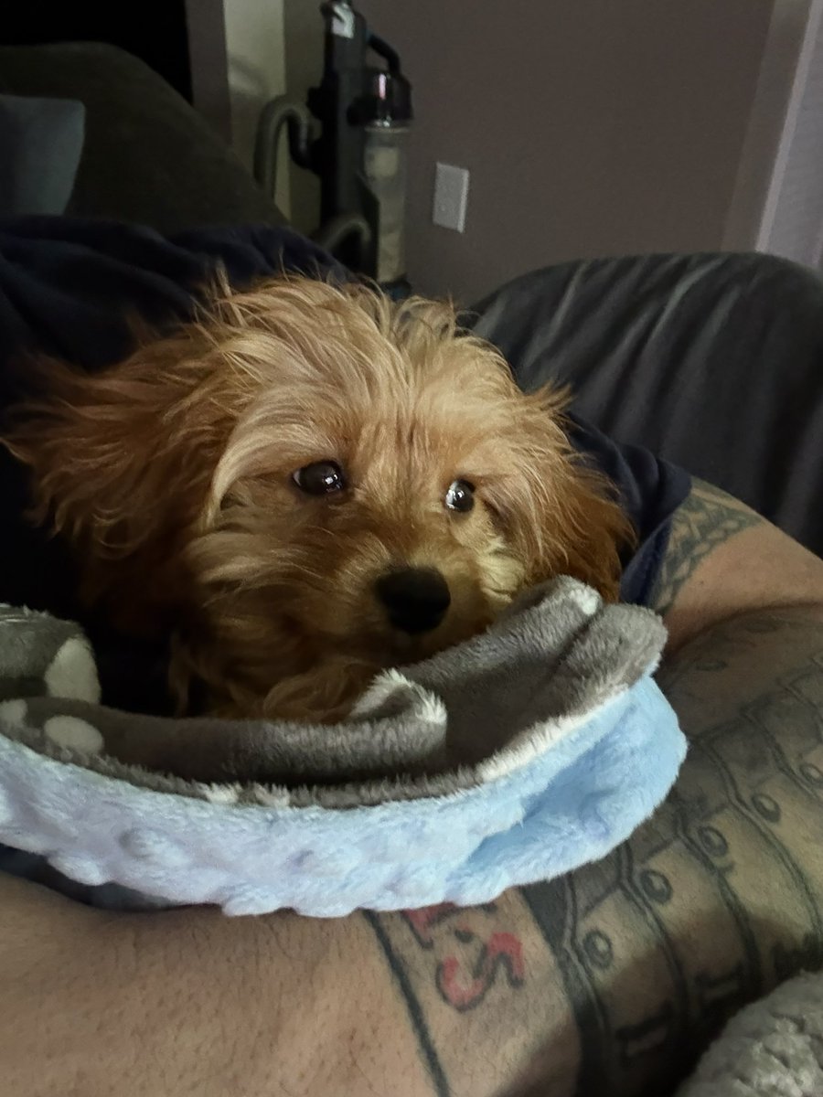 DetectiveSeeds tweet media