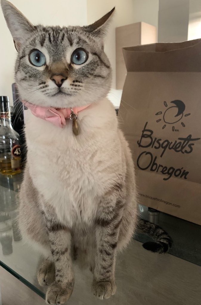 Perrito Modorrito tweet media