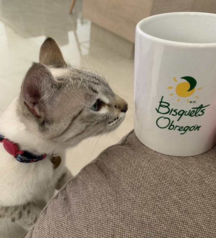 Perrito Modorrito tweet media